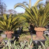 سیکاس یاس افرا مورت