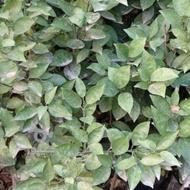 نهال تامسون ناول و والنسیا