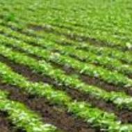 فروش زمین کشاورزی50هکنار