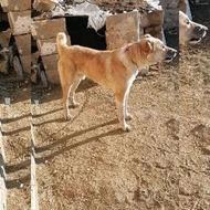 سگ رسمی گمشده