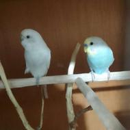 مرغ عشق سرحال