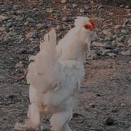 مرغ ابریشمی