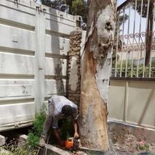 خریدار چوب برش درخت هرس درخت قطع درخت سربرداری