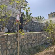 سم پاشی ساسوسوسکحشراتموزیسمپاشیگیاهان