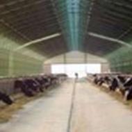 فروش گاوداری 2500رائسی