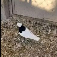 کبوتر در عجبشیر