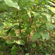 نهال گردو همه نوع سایز