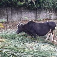 گاو‌ داشتی مناسب برای گله