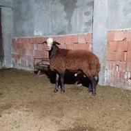 بره قوچ‌هتروو