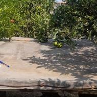 اتاق وانت سالم