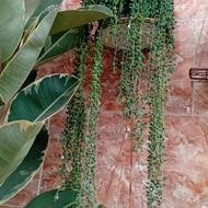 گل غوره بسیار زیبا