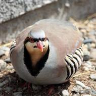 کبک چوکار یک ماهه