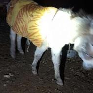 فروش خر ماده شیک و تمیز سرحال درجه 1