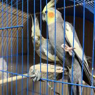 عروس هلندی مولد با قفس