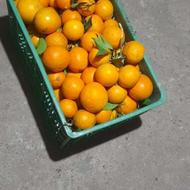 پرتقال خونی