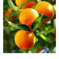 خریدار پرتغال دودی وضایعاتی کرم زده تنی