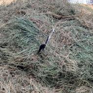 علف باغ و یونجه خورده شده