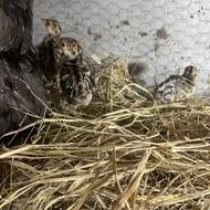 جوجه بوقلمون