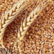 بذر باسیلو درجه یک