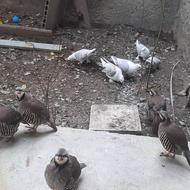 کبک بالغ و جوان