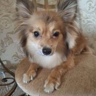 سگ پامرامین واگذاری