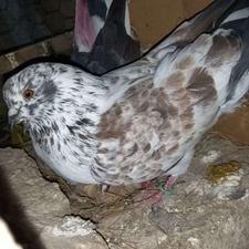 کبوتر گمشده