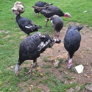 فروشی بوقلمون نر و ماده خانگی