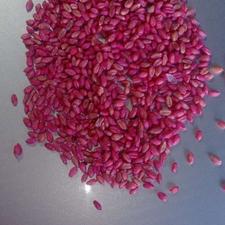 گندم بذری میهن