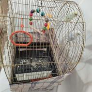 یه جفت مرغ عشق با سبد وسایل