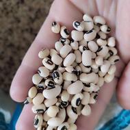 لوبیا چشم بلبلی و لوبیا آشی محلی