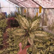 اگلونما،سطل3،عباس آباد