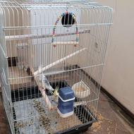 جفت عروس هلندی مولد جوجه داده.