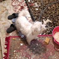 سگ باهوش جوان نر