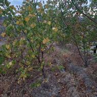 باغ ویلای رایگان