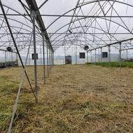 اجاره گلخانه صنعتی بابت کشت سبزه نارنج