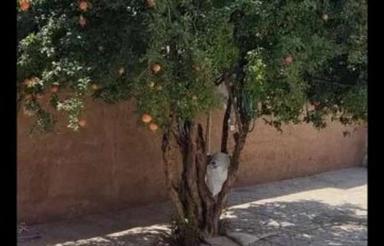 منزل درب حیاط4خابه