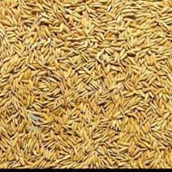 شالی بذرطارم عالی