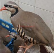 مرغ زینتی کبک کهلیح کهلیک