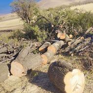 بریدن و خرید انواع چوب