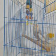 عروس هلندی ماده بالغ با قفس