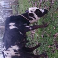 ورزا محلی تالشی اصیل