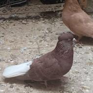 دم سفید نر و ماده