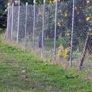 فروش باغ پرتقال با سند