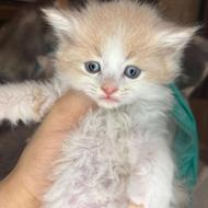 بریتیش لانگ هیر