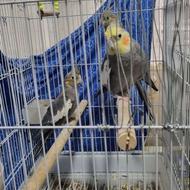 طوطی عروس هلندی رام