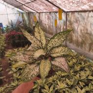 اگلونما سفید،سطل3،عباس آباد