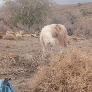 سگ گله ای واگذاری میشود