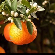 پرتقال تامسون و نارنگی ونارنج شما وغیره را خریدارم