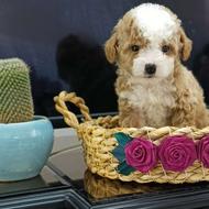 واگذاری پودل عروسکی