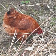 مرغ و خروس دو رگه امپراطوری